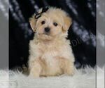 Puppy Chesnut Maltipoo (Miniature)