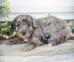 Small Photo #10 Goldendoodle (Miniature) Puppy For Sale in NAPPANEE, IN, USA