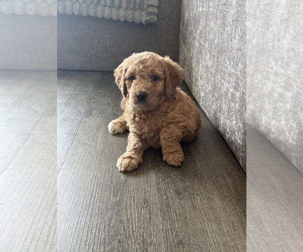 Medium Photo #21 Goldendoodle mix (+ Poodle Standard) Puppy For Sale in SEFFNER, FL, USA