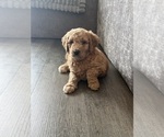 Small #20 Goldendoodle mix (+ Poodle Standard)