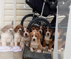 Beagle Puppy for sale in DANVILLE, VA, USA