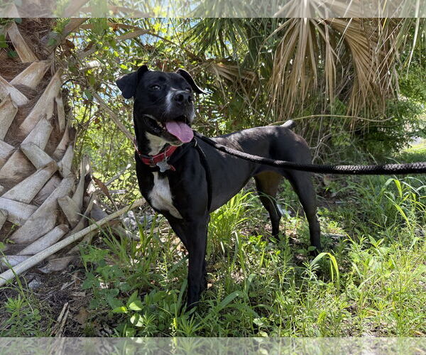Medium Photo #1 Boxer-Unknown Mix Puppy For Sale in Sanford, FL, USA