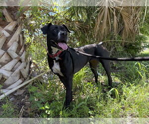 Boxer-Unknown Mix Dogs for adoption in Sanford, FL, USA