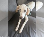 Small #1 Beagle Mix
