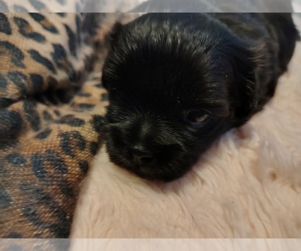 Medium Photo #3 Pom-Shi-Shih Tzu Mix Puppy For Sale in SAINT LOUIS, MO, USA
