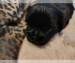 Small #2 Pom-Shi-Shih Tzu Mix