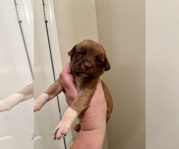 Medium Photo #4 Mutt Puppy For Sale in Mooresville, NC, USA