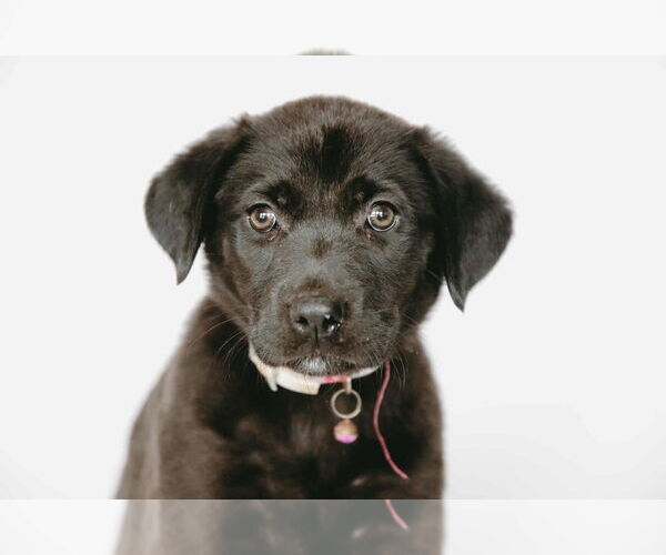 Medium Photo #2 Labrador Retriever-Unknown Mix Puppy For Sale in Princeton, MN, USA