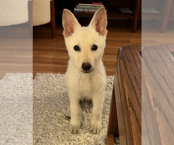 Medium Photo #11 Unknown-white german shepherd Mix Puppy For Sale in Dana Point, CA, USA