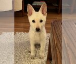 Small Photo #11 Unknown-white german shepherd Mix Puppy For Sale in Dana Point, CA, USA