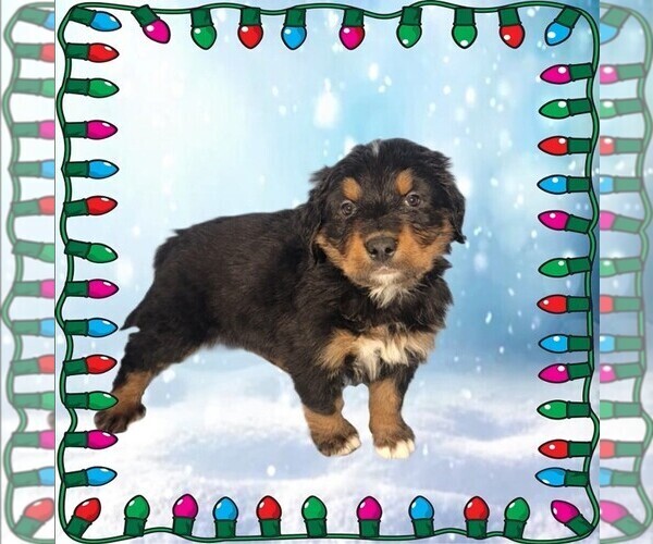 Medium Photo #38 Golden Mountain Dog Puppy For Sale in BLACK FOREST, CO, USA