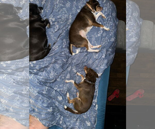 Medium Photo #2 Jack Chi Puppy For Sale in Bedford, VA, USA