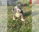 Small #20 American Bully
