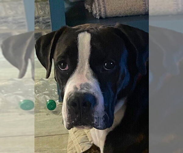 Medium Photo #2 Boxer Puppy For Sale in Austin, TX, USA