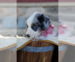 Australian Shepherd Puppy for Sale in GREENCASTLE, Pennsylvania USA