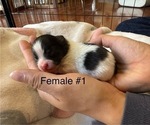 Small #8 Pomeranian