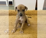 Small Photo #5 Doberman Pinscher-Greyhound Mix Puppy For Sale in CANAL WINCHESTER, OH, USA