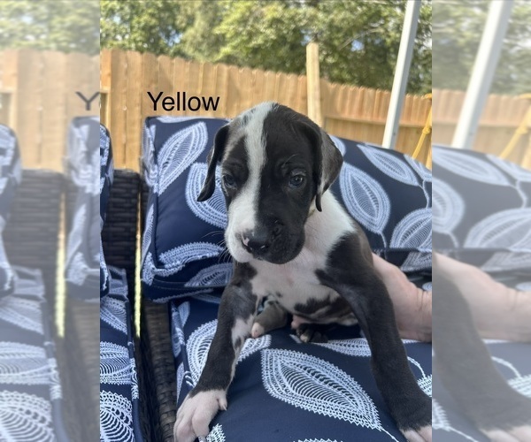 Medium Photo #17 Great Dane Puppy For Sale in WILLIS, TX, USA