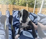 Small #2 Great Dane