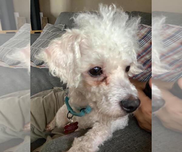 Medium Photo #3 Poodle (Miniature)-Unknown Mix Puppy For Sale in Andover, MN, USA