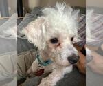 Small #2 Poodle (Miniature) Mix