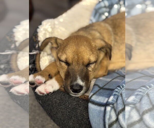 Medium Photo #2 Mutt Puppy For Sale in Plainfield, IL, USA