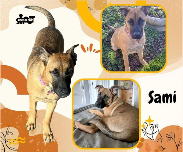 Medium Photo #2 Boxer-Unknown Mix Puppy For Sale in Lindsay, CA, USA