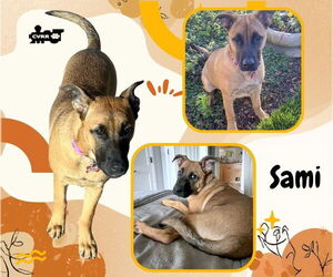 Sami - Female Mutt Dog for Adoption - Photo #2