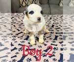 Small Photo #19 Australian Shepherd Puppy For Sale in SALISBURY, NC, USA