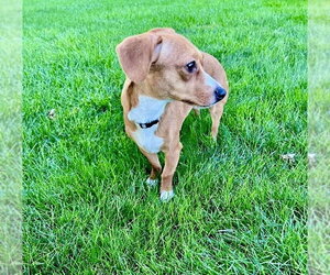 Chihuahua-Unknown Mix Dogs for adoption in Springdale, PA, USA