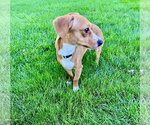 Small Chihuahua Mix