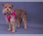 Small Photo #9 Norfolk Terrier-Unknown Mix Puppy For Sale in Princeton, MN, USA