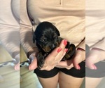 Small Photo #3 Doberman Pinscher Puppy For Sale in KERNERSVILLE, NC, USA