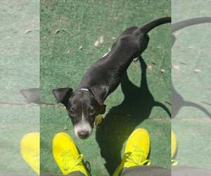 LASSO - Male Mutt Dog for Adoption - Photo #6