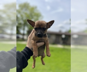 Jack Chi Puppy for sale in CHESTERFIELD TOWNSHIP, MI, USA