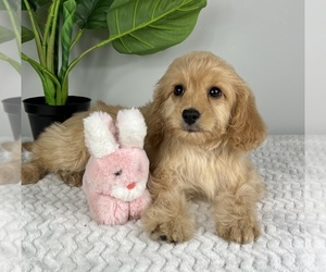 Cavapoo Puppy for sale in FRANKLIN, IN, USA