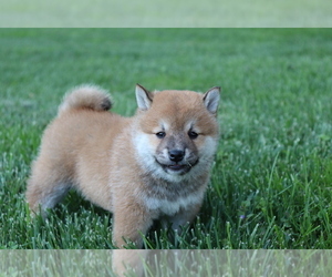 Shiba Inu Puppy for sale in SHILOH, OH, USA