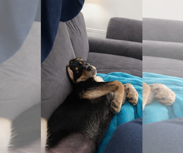 Medium Photo #3 Mutt Puppy For Sale in Sandy, UT, USA