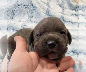Cane Corso Puppy for sale in REDDING, CA, USA