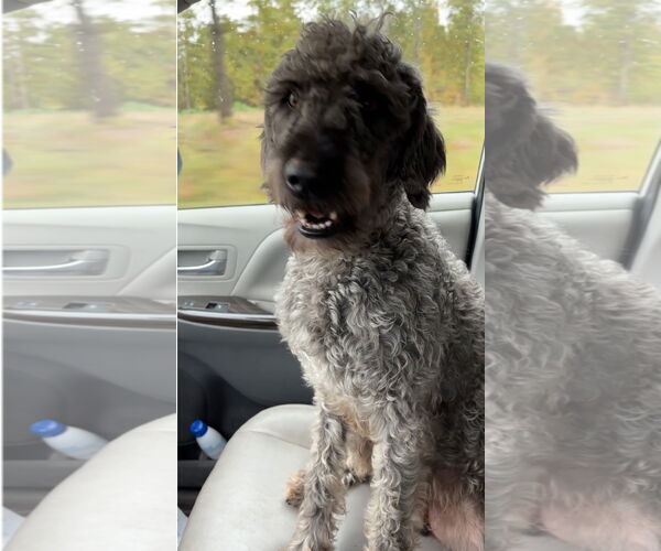 Medium Photo #2 Poodle (Standard) Puppy For Sale in Harrison, AR, USA