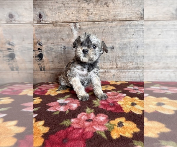 Medium Photo #2 Schnauzer (Miniature) Puppy For Sale in VERMONTVILLE, MI, USA