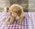 Small Photo #8 Goldendoodle (Miniature) Puppy For Sale in BOWLING GREEN, KY, USA