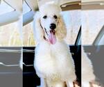 Image preview for Ad Listing. Nickname: Standard Poodle