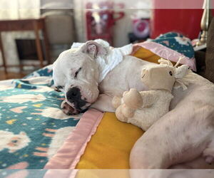 Mutt Dogs for adoption in Dumont, NJ, USA
