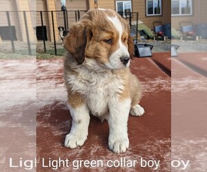 Great Bernese Dog for Adoption in MONTROSE, Colorado USA