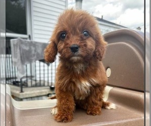 Cavapoo Puppy for Sale in WESTLAND, Michigan USA