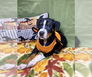 Beyonce - Female Mutt Dog for Adoption