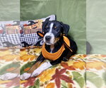 Beyonce - Female Mutt Dog for Adoption - Small photo
