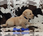 Puppy Blue Male Golden Retriever