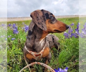 Mother of the Dachshund puppies born on 03/26/2025